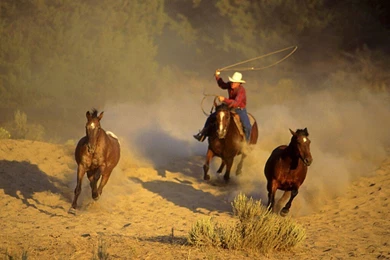 Wild Horses Desktop Wallpapers
