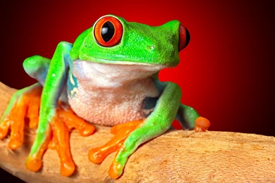 Green Frog Funny Looks HD Wallpapers