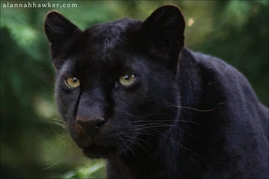 Computer Black Panther Wallpapers, Desktop Backgrounds 2880x1800 Id