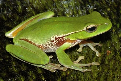 Wide HD Frog Wallpapers