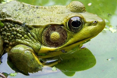 Desktop Wallpapers · Gallery · Animals · Green Frog