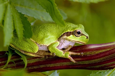 Green Frog Wallpapers And Images   Wallpapers, Pictures, Photos