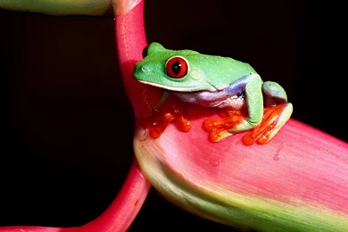 Amazing Green Frog   1600x1200   Wallpapers
