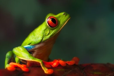 Green Frog Macro Wallpapers   1680x1050   169242