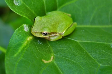 Small Green Frog Wallpapers