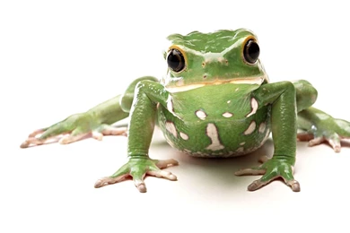 Frogs Wallpapers   Cute Little Frogs Wallpapers