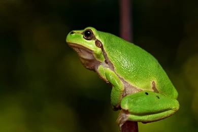 4K Green Frog Wallpapers