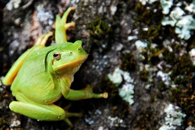 Cute Green Frog