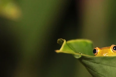 Frog Green Leaf HD Wallpapers