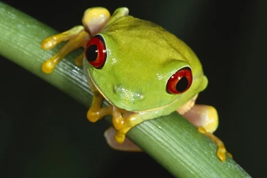 Wallpapers catalogue.com   Red Eyed Tree Frog In 1280x1024 Resolution.