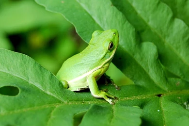 Pictures Of Amphibians Animals   Wallpapers HD Base