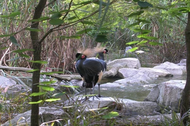 Download The Odd Birds Wallpaper, Odd Birds iPhone Wallpaper, Odd ...