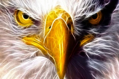 Eagle Eye Hd Wallpapers   ImgMob