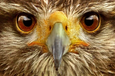 Download Wallpapers 1920x1080 Eagle, Eye, Bird Full HD 1080p HD ...