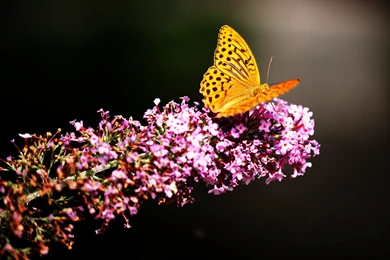 Butterfly Garden Wallpapers
