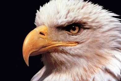 Eagle HD Animal Wallpapers