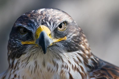 Eagle Orange Eyes HD Wallpapers Free Download