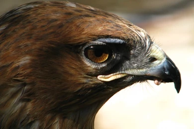 Eagle Eye Wallpapers