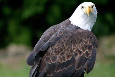 Eagle Eye Wallpapers Download, Free Eagle Eye, Eagle Eye Hd, Eagle ...