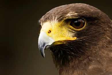 Eagle Killing Eye Hd Wallpapers. Eagle Eye Wallpaper. 1920x1080px ...