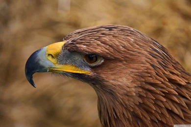 Eagle Eye HD Desktop Wallpapers : High Definition : Fullscreen : Mobile