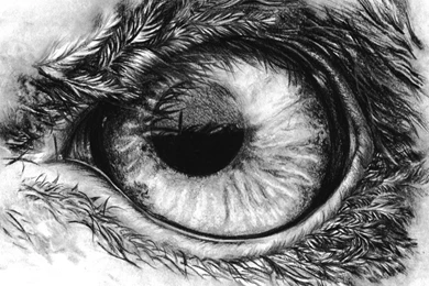 1920x1080px Eagle Eye