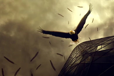 Desktop Eagle Backgrounds Download