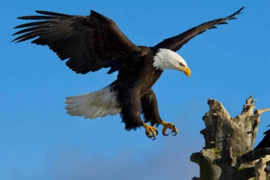 Desktop Eagle Eye Wallpapers Hd