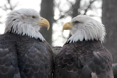 Eagle Eye Stare Down Widescreen Wallpapers