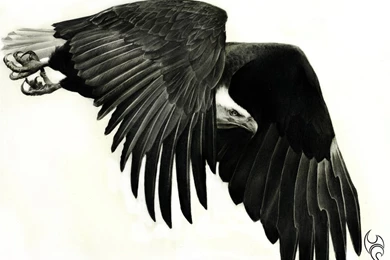 Eagle Eye By Cartes10 On DeviantArt