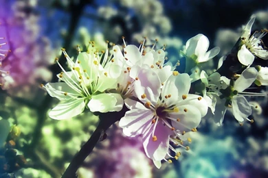 Beautiful Flowers 4K Wallpapers 156   Wallpapers HD   Wallpapers HD ...