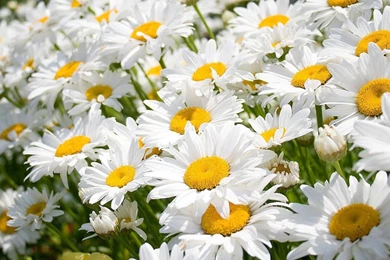 Images Of Nature And Flowers Collection (38+)