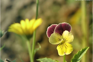 Wild Nature Flower Wallpapers (1024X768 Pixel) Nature HD Wallpapers ...