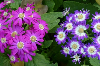 Natural Flowers   Typta.com