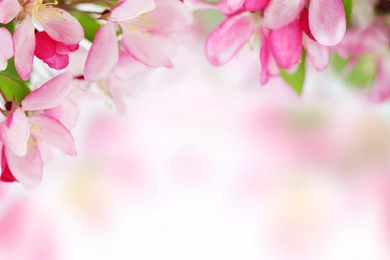 Pink_Spring_Background.jpg?m=1399676400