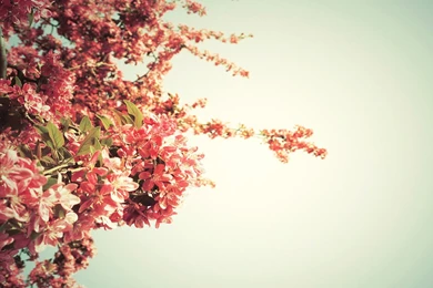 Spring Flowers Backgrounds   Typta.com