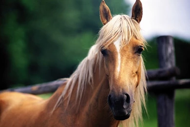 Download 1024x768 Horse With Long Hair horse Wallpapers