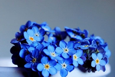Aesthetic Myosotis Sylvatica} Forget me not Flowers {wallpapers ...