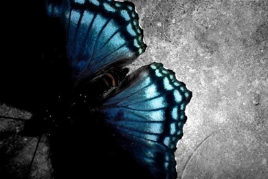 HD Image Butterflies Loveless Butterfly Wallpapers