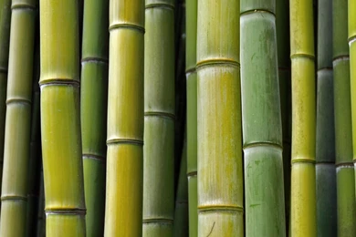 How To Pull Custom Wallpapers No Root Require…   Pg. 2