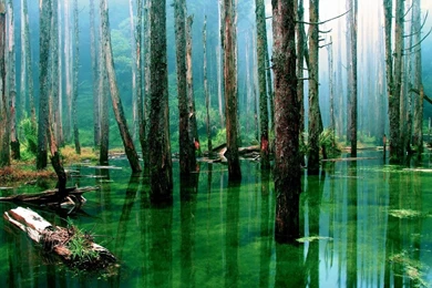 Amazon Rainforest Wallpapers   Wallpapers Cave