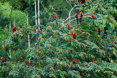 background information on the amazon rainforest and other rainforests Indigenous people of the rainforest tribes get half of amazon 7 more rainforest facts this is one of the least-recognised facts about rainforests. background information on the amazon rainforest and other rainforests Indigenous people of the rainforest tribes get half of amazon 7 more rainforest facts this is one of the least-recognised facts about rainforests.