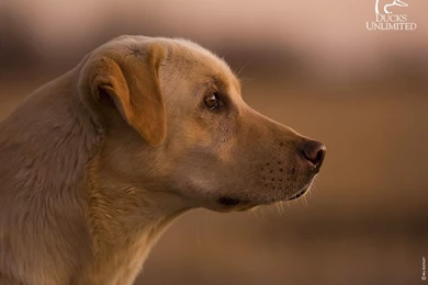 Free Best Screensavers: Duck Unlimited Screensaver