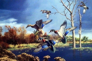 Ducks Unlimited Wallpapers   Wallpapers Zone