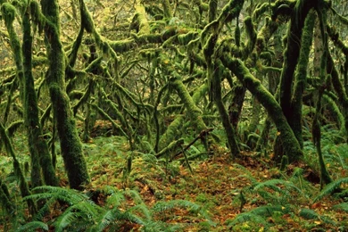 Amazon Forest Wallpapers Hd Wallpapers