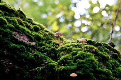 Amazon Forest Wallpapers Hd   Wallpapers