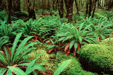 KEPLER TRACK NEW ZEALAND SOUTH ISLAND HD WALLPAPER (