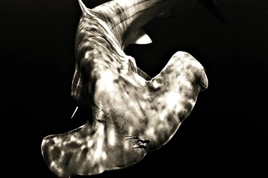 Nature   Week 6 Wallpapers   National Geographic Photo Contest 2011 ...