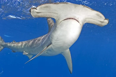 Hammerhead Shark HD Wallpaper  Download Free HD Wallpapers ...