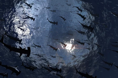 Hammerhead >> HD Wallpaper, Get It Now!